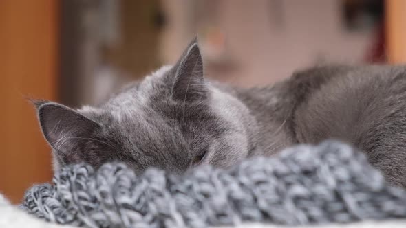 The Grey Cat Chartreuse Sleeps Lightly on Bed