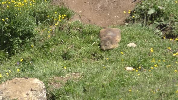 Lone Yellow-Bellied Marmot Feeding Grass At Summer. - Closeup alt