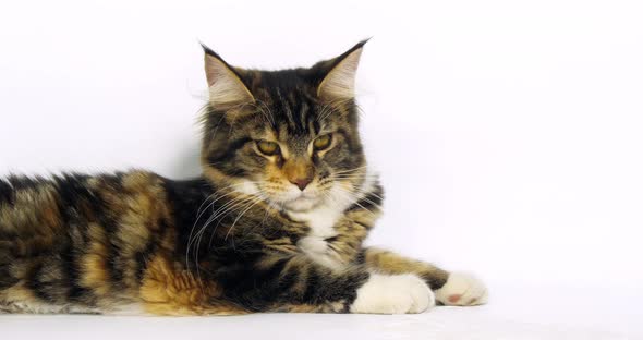 Brown Tortie Blotched Tabby and White Maine Coon Domestic Cat, Female laying Normandy in France, alt