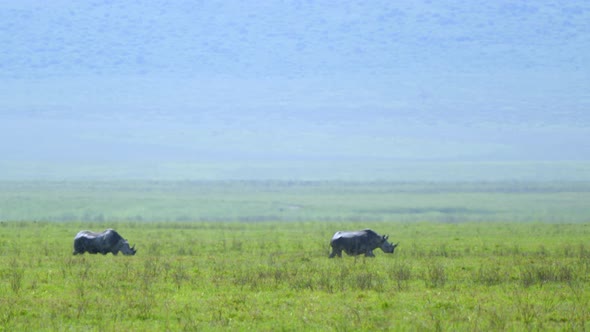 Two Rhino Walks Through Green Meadow of the Ngorongoro Volcano Crater alt