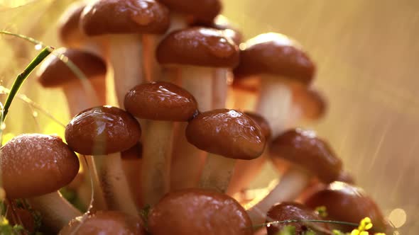 Armillaria Mushrooms of Honey Agaric In a Sunny Forest in the Rain alt