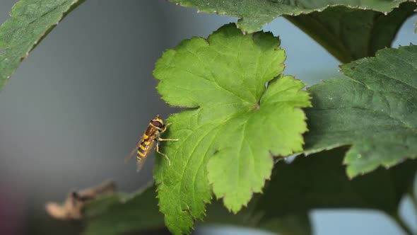 Syrphus ribesii hoverfly alt