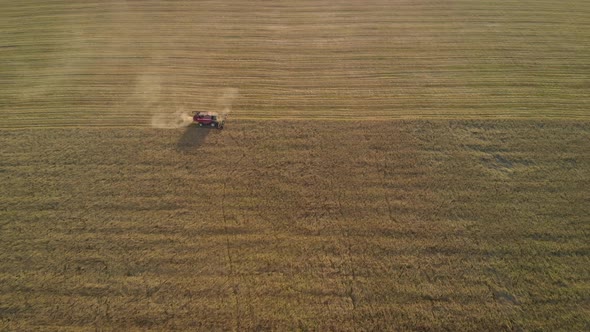 Harvesting Wheat in the Summer alt