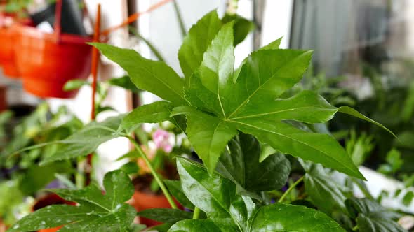 Fatsia Plant in a Spring Flower Garden alt