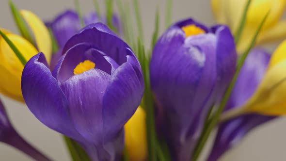 Floral Footing Blossoming Bouquet of Lilac and Yellow Crocuses