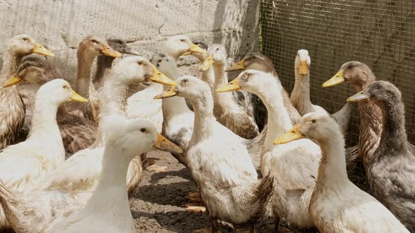 Close Up of Adult Pekin Ducks in Backyards and on Homesteads Reared for Meat