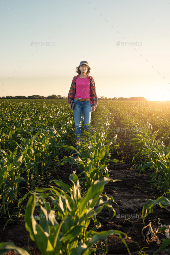 Female caucasian maize farmer with tablet computer inspecting stalks at field