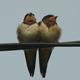 Small Swallow Birds - VideoHive Item for Sale