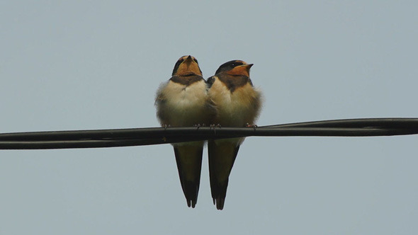 Small Swallow Birds