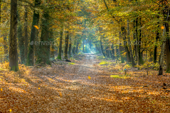 Walkway in hazy autumn forest - Stock Photo - Images