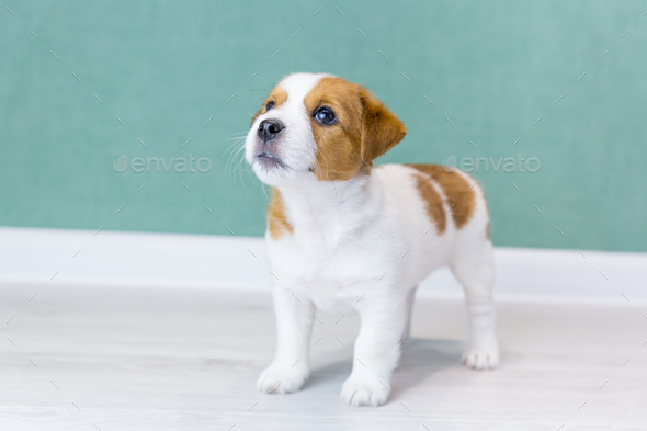 A beautiful Jack Russell Terrier puppy with brown ears stands and looks up against a green wall. - Stock Photo - Images