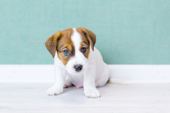 A beautiful Jack Russell Terrier puppy with brown ears sits and looks at camera. - Stock Photo - Images