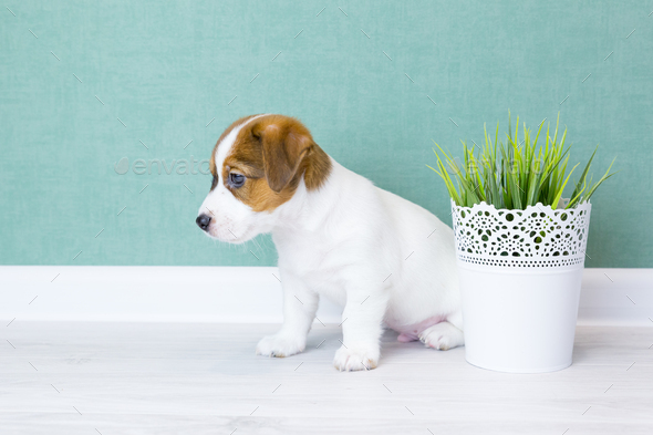A beautiful puppy Jack Russell Terrier with brown ears against the background of a green wall. - Stock Photo - Images