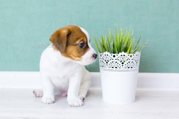 A beautiful puppy Jack Russell Terrier with brown ears against the background of a green wall. - Stock Photo - Images