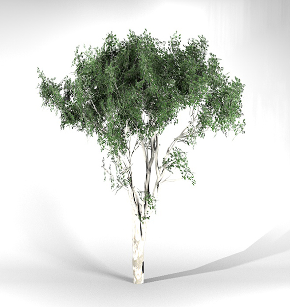 Old Eucalypstus Tree - 3Docean 34308558