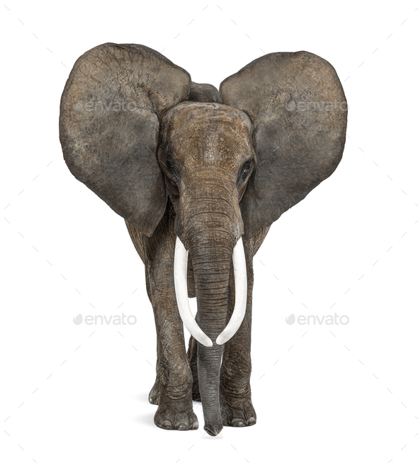 african elephant front