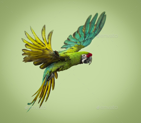 Military macaw, Ara militaris, flying, against a green background, studi shot - Stock Photo - Images