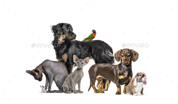 Group of pets in a row, Dogs, cats, rabbit, birds, isolated on white