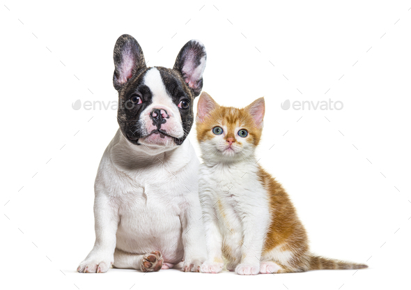 are french bulldogs good cats