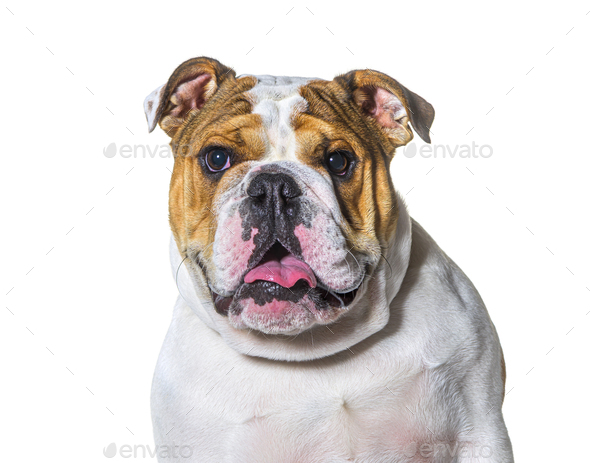 brown and white english bulldog