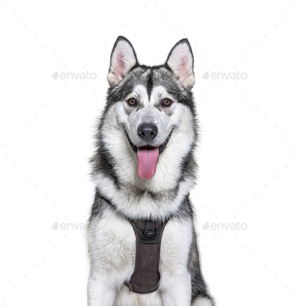 Head shot of a panting Alaskan Malamute wearing harness isolated on white Stock Photo by Lifeonwhite