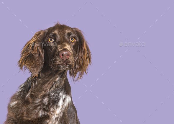Head shot of long haired munsterlander dog looking away in front of purple background - Stock Photo - Images