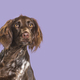 Head shot of long haired munsterlander dog looking away in front of purple background - PhotoDune Item for Sale
