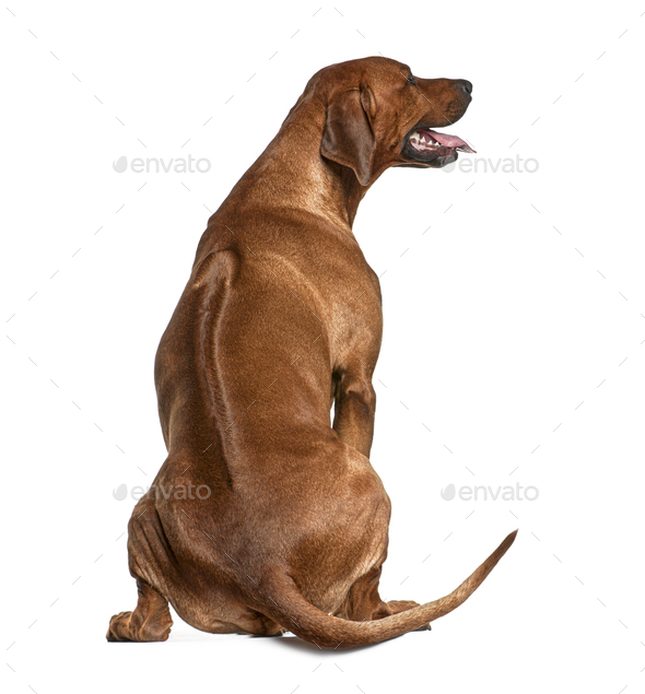 Rear view of Rhodesian Ridgeback, 2 years old, sitting in front of white background - Stock Photo - Images