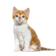 Kitten Mixed-breed cat ginger and white, Isolated on white - PhotoDune Item for Sale