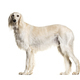 Profile portrait of Grey Saluki dog standing and looking at camera, isolated on white - PhotoDune Item for Sale