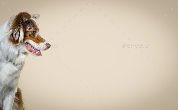 Head shot of a Red merle australian shepherd dog, Side view - Stock Photo - Images