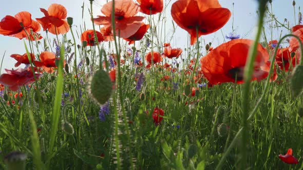 Camera Moves in a Flower Field Through Red Poppies and Other Summer Flowers, Flowers Sunset alt