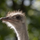 Ostrich Close-up In The Looks Cautiously Around. - PhotoDune Item for Sale