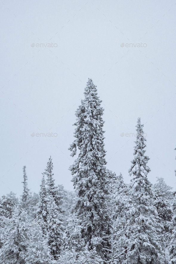 Scenic pine forest covered with snow at Oulanka National Park, Finland - Stock Photo - Images