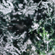 Closeup of spruce covered with snow - PhotoDune Item for Sale