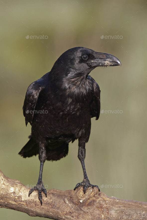 Common raven (Corvus corax) - Stock Photo - Images