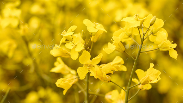 A field of rapeseed with bright yellow flowers. Concept of spring postcard with copy space