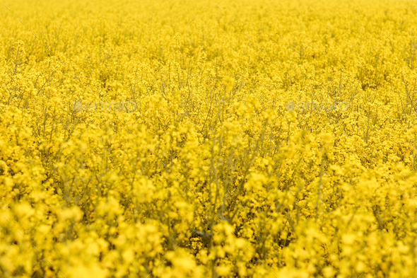 A field of rapeseed with bright yellow flowers. Concept of spring postcard with copy space