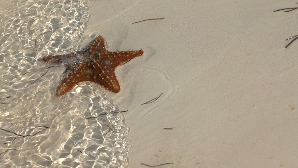 Star-Fish On Sandy Beach