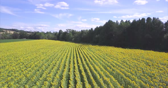 Aerial shot rising above a field of colorful yellow sunflowers blooming under vibrant blue skies. alt