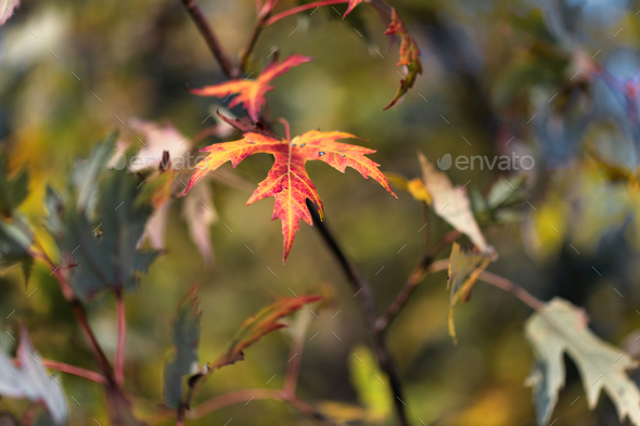 Yellow and red leaf on small branch - Stock Photo - Images