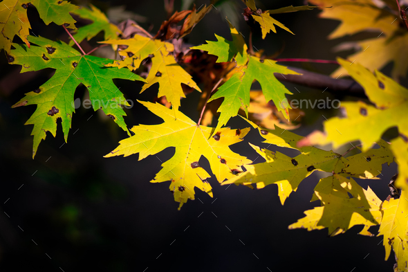 Autumn leaves a bit broken on branches - Stock Photo - Images
