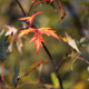 Yellow and red leaf on small branch - PhotoDune Item for Sale