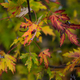 Autumn foliage - PhotoDune Item for Sale