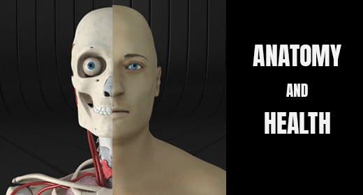 Anatomy and Health