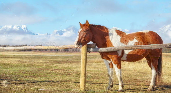 Horse by pasture fence with Teton Range in background. - Stock Photo - Images