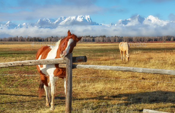 Horses on pasture with Teton Range in background, Wyoming, USA. - Stock Photo - Images