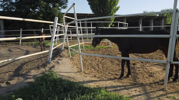 Portrait of a Brown Horse Standing in a Paddock alt