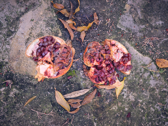Rotting pomegranate lying on ground - Stock Photo - Images
