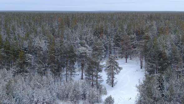 Flight Over a Taiga Forest in Winter alt